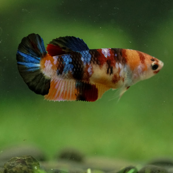 Multicolor/ Galaxy Koi Plakat- Female- 13 Weeks Old