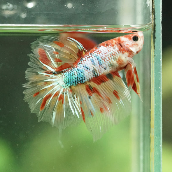 Galaxy/Candy Koi Halfmoon - 11 weeks old