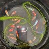 Pack of 5 Multicolored/Galaxy Koi Plakat - Female