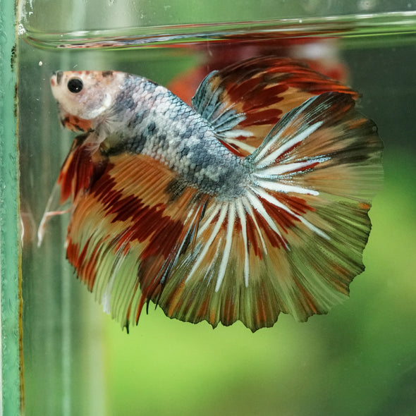 Galaxy/Candy Koi Halfmoon - 14 weeks old