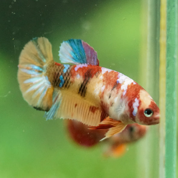 Multicolor/ Galaxy Koi Plakat- Female- 13 Weeks Old