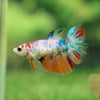 Multicolor/ Galaxy Koi Halfmoon - Female- 13 Weeks Old