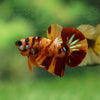 Multicolor/Galaxy Koi Plakat -13 weeks Old