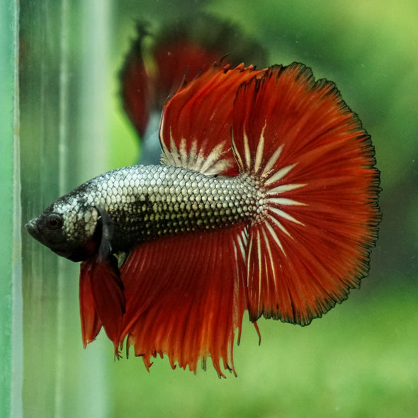 Black/Red Copper Halfmoon - 10 weeks old