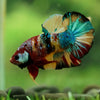Multicolor/Galaxy Koi Plakat -16 weeks Old