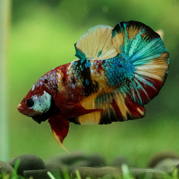 Multicolor/Galaxy Koi Plakat -16 weeks Old