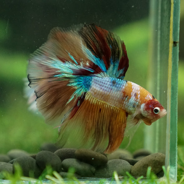 Galaxy/Candy Koi Halfmoon - 13 weeks old