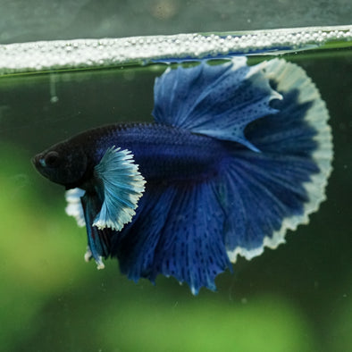 Dumbo Halfmoon - 12 weeks old