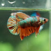 Multicolor/Galaxy Koi Plakat -16 weeks Old