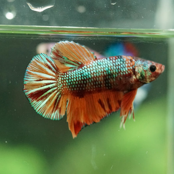 Multicolor/Galaxy Koi Plakat -16 weeks Old