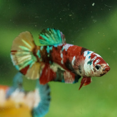 Multicolor/ Galaxy Koi Plakat- Female- 13 Weeks Old