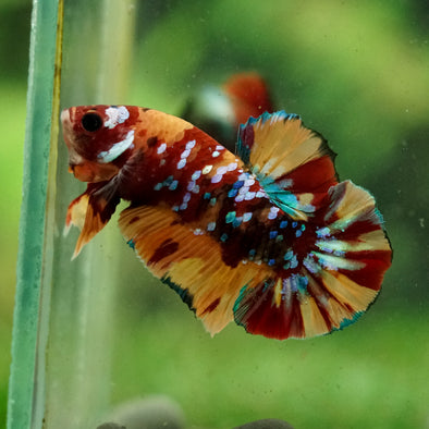 Multicolor/Galaxy Koi Plakat -16 weeks Old