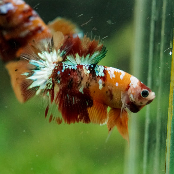 Multicolor/Galaxy Koi Plakat -16 weeks Old