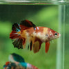 Multicolor/ Galaxy Koi Halfmoon- Female- 13 Weeks Old