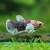 Candy Dumbo Plakat- Female- 13 Weeks Old