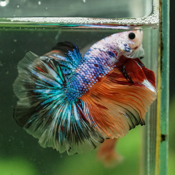 Galaxy/Candy Koi Halfmoon - 14 weeks old