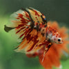 Galaxy/Candy Koi Halfmoon - 14 weeks old