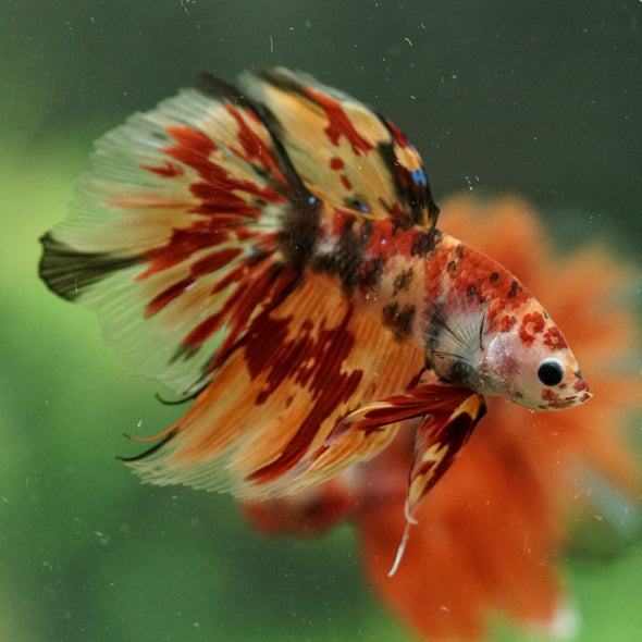 Galaxy/Candy Koi Halfmoon - 14 weeks old