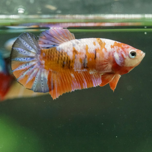 Multicolor/ Galaxy Koi Plakat- Female- 13 Weeks Old