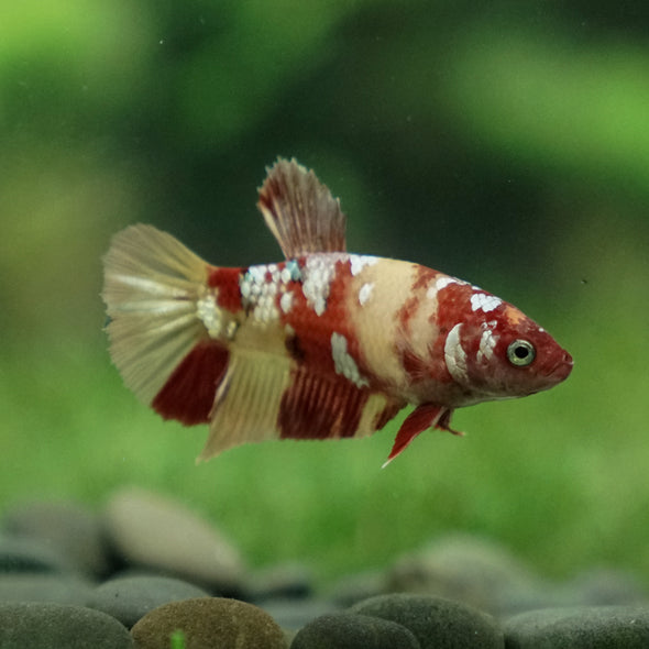 Multicolor/ Galaxy Koi Plakat- Female- 13 Weeks Old
