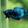 Black Koi Galaxy Plakat (Avatar) -13 weeks Old