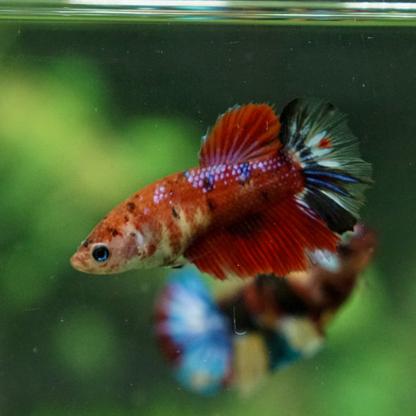 Multicolor/ Galaxy Koi Halfmoon - Female- 13 Weeks Old