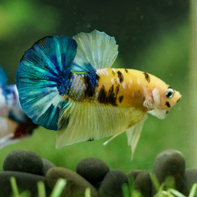 Multicolor/Galaxy Koi Plakat -16 weeks Old