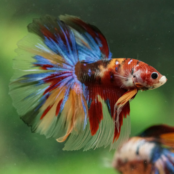 Galaxy/Candy Koi Halfmoon - 14 weeks old