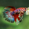 Galaxy/Candy Koi Halfmoon - 11 weeks old