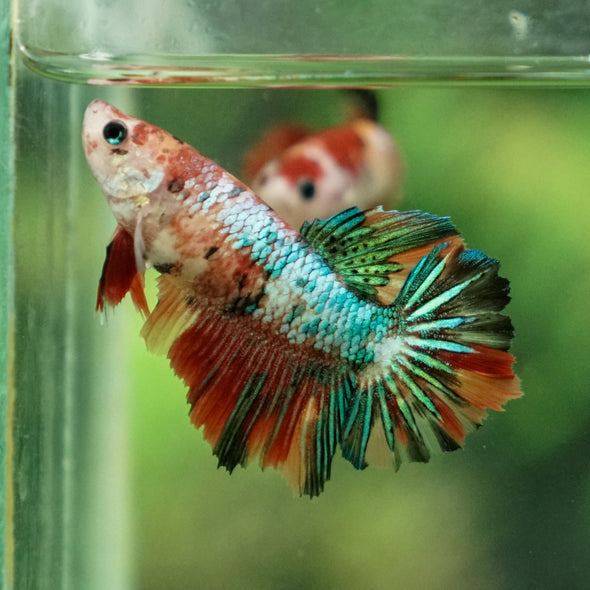 Multicolor/ Galaxy Koi Halfmoon- Female- 13 Weeks Old