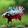 Multicolor/Galaxy Koi Plakat -16 weeks Old