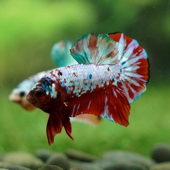 Multicolor/Galaxy Koi Plakat -16 weeks Old