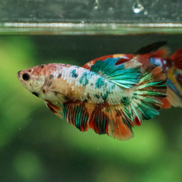 Multicolor/ Galaxy Koi Halfmoon- Female- 13 Weeks Old