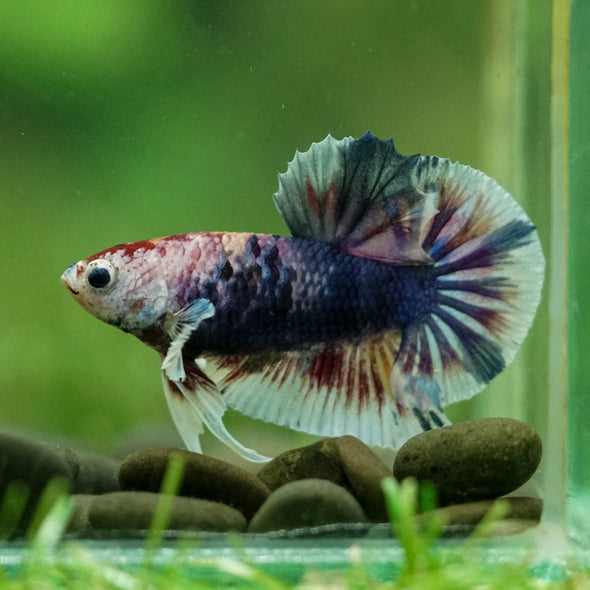 Multicolor/Galaxy Koi Plakat -10 weeks Old