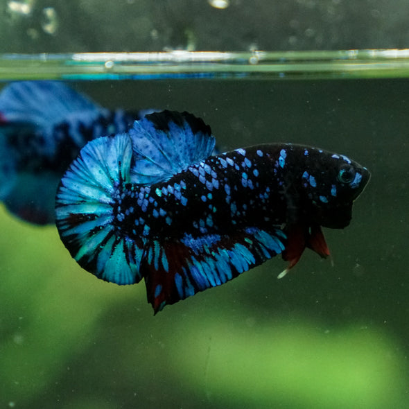 Black Koi Galaxy Plakat (Avatar) -13 weeks Old