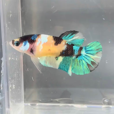 Breeder Grade female - Customer’s request