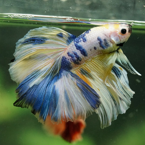 Galaxy/Candy Koi Halfmoon - 14 weeks old