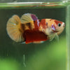 Multicolor/ Galaxy Koi Plakat- Female- 13 Weeks Old