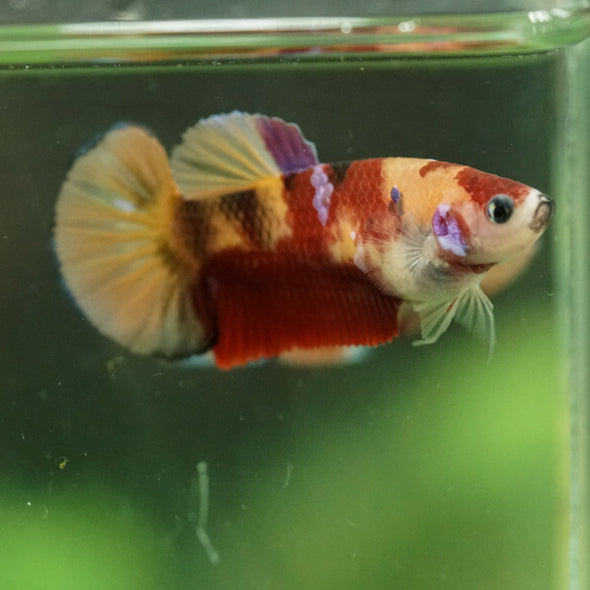 Multicolor/ Galaxy Koi Plakat- Female- 13 Weeks Old
