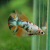 Multicolor/ Galaxy Koi Halfmoon- Female- 13 Weeks Old