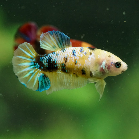 Multicolor/ Galaxy Koi Plakat- Female- 13 Weeks Old