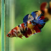 Multicolor/ Galaxy Koi Plakat- Female- 13 Weeks Old