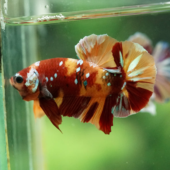 Multicolor/Galaxy Koi Plakat -14 weeks Old