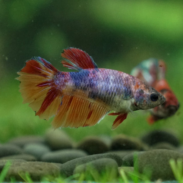 Multicolor/ Galaxy Koi Halfmoon- Female- 13 Weeks Old