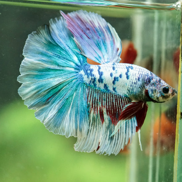 Galaxy/Candy Koi Halfmoon - 14 weeks old