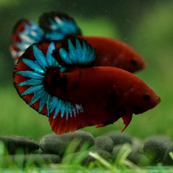 Red Fancy (Hell Boy) Plakat -13 weeks Old