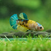 Multicolor/ Galaxy Koi Plakat- Female- 13 Weeks Old