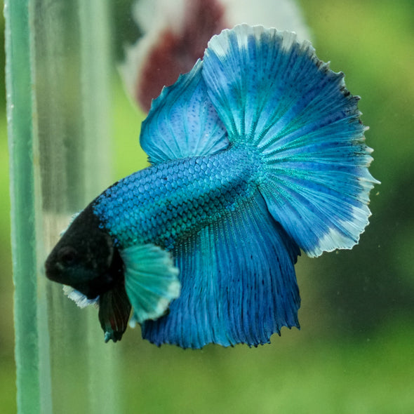 Dumbo Halfmoon - 10 weeks old