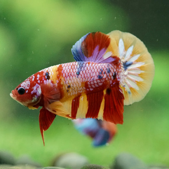 Multicolor/Galaxy Koi Plakat -16 weeks Old