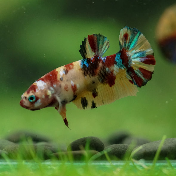 Multicolor/ Galaxy Koi Plakat- Female- 13 Weeks Old